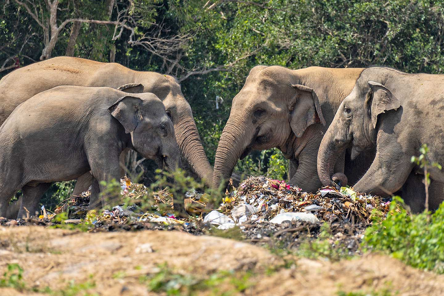 Herd of elephants feeding on garbage in Sri Lanka