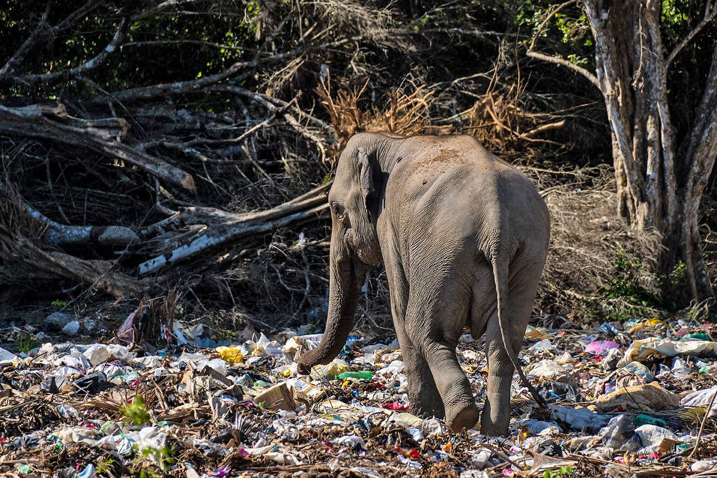 Elephant in a garbage dump