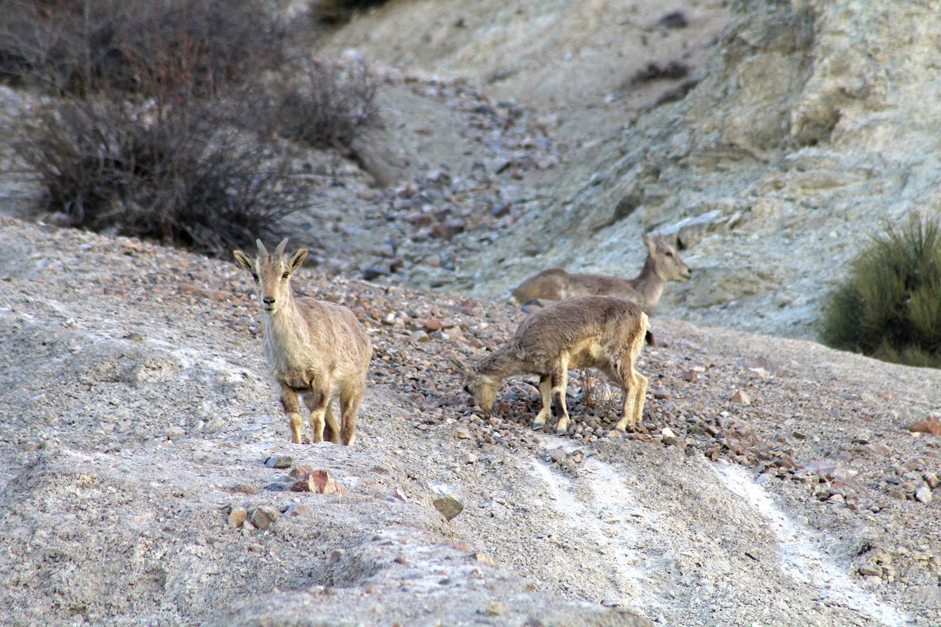 Blue Sheep or Bharal