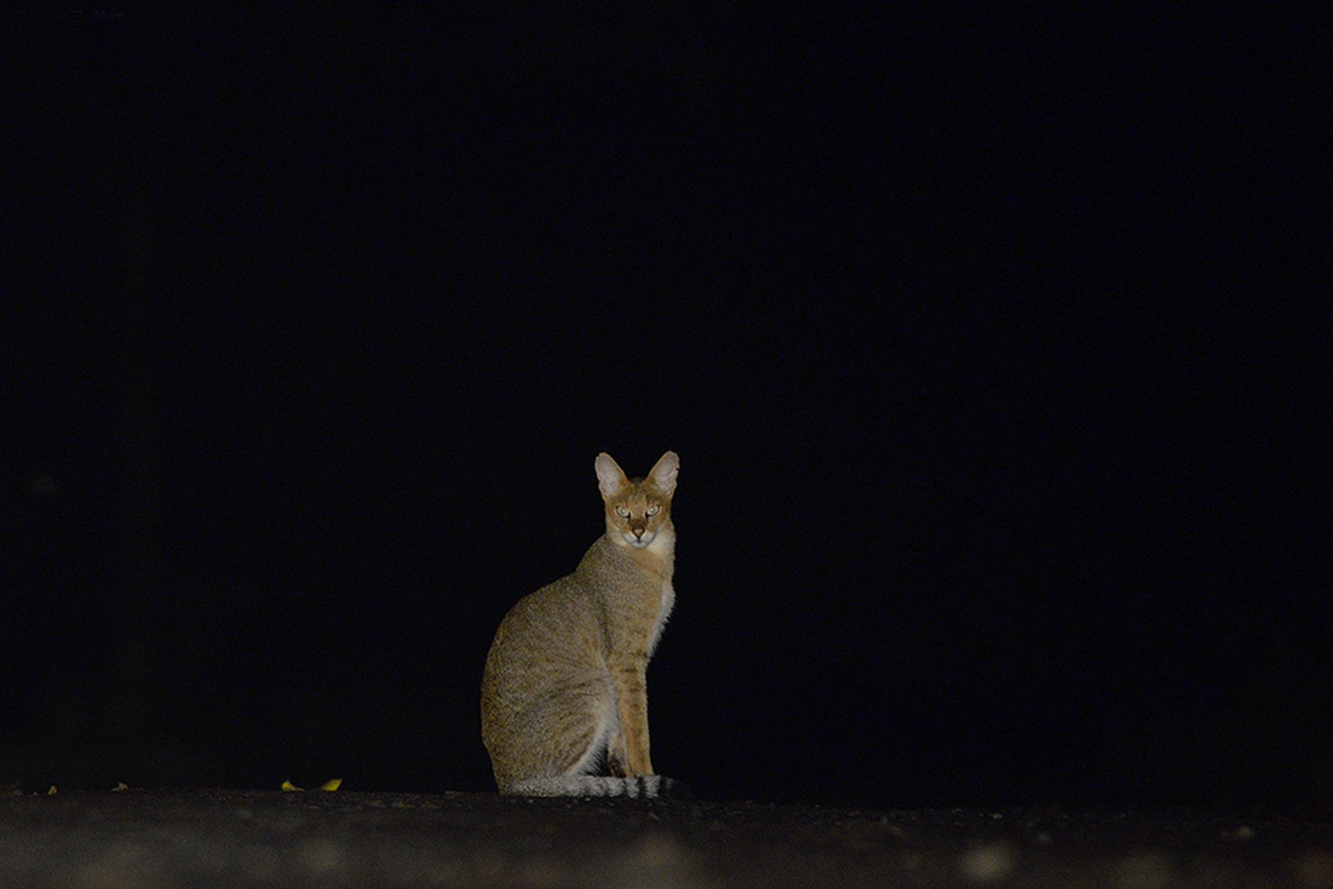    junglecat dsc     | Nature Infocus