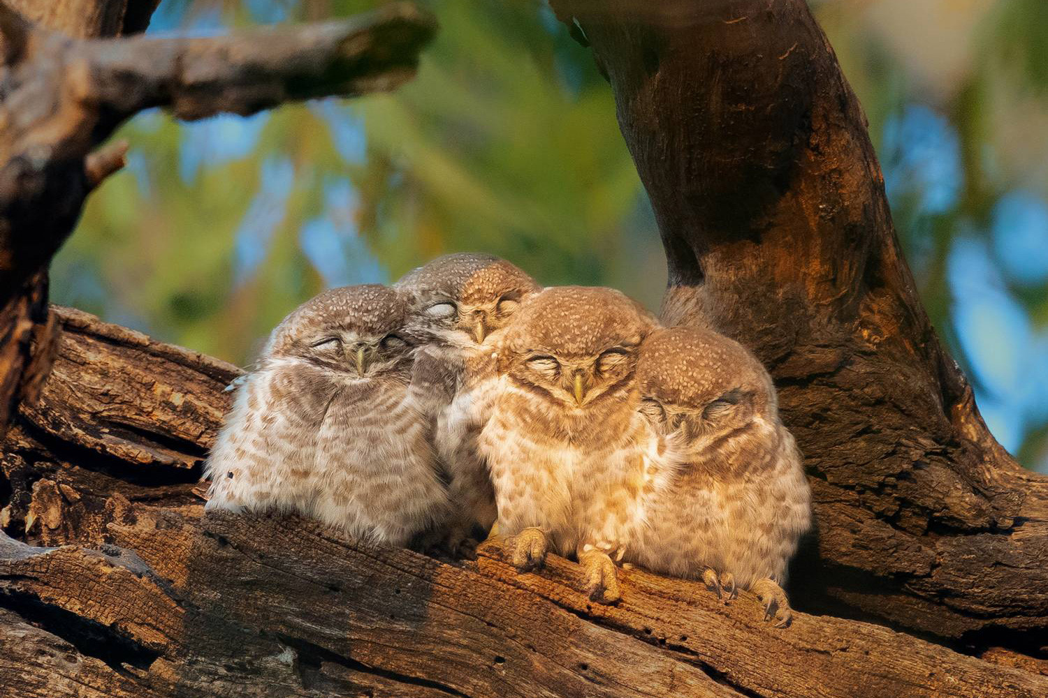 Spotted Owlet chicks seen in Bharatpur