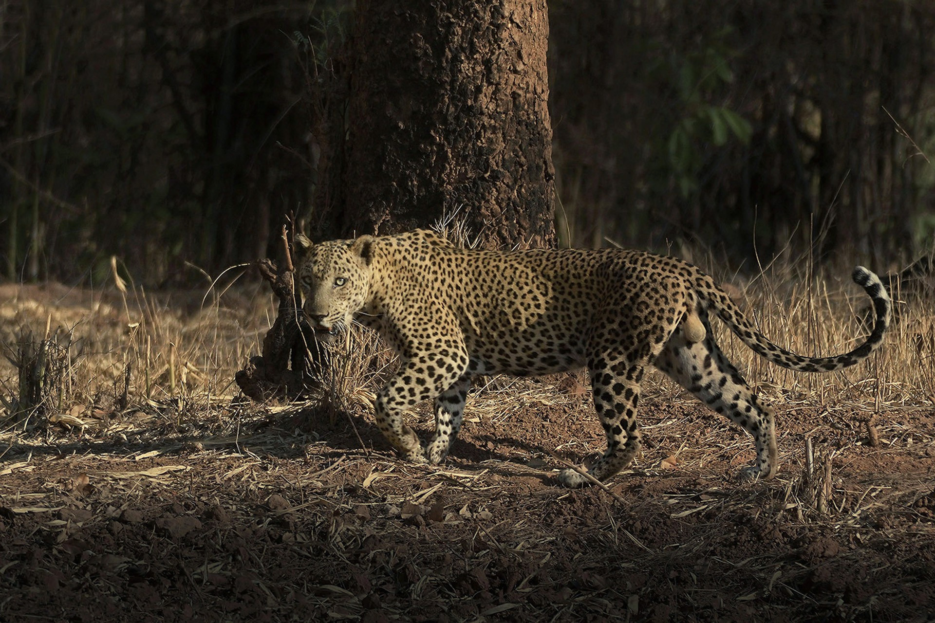    a big male leopard | Nature Infocus