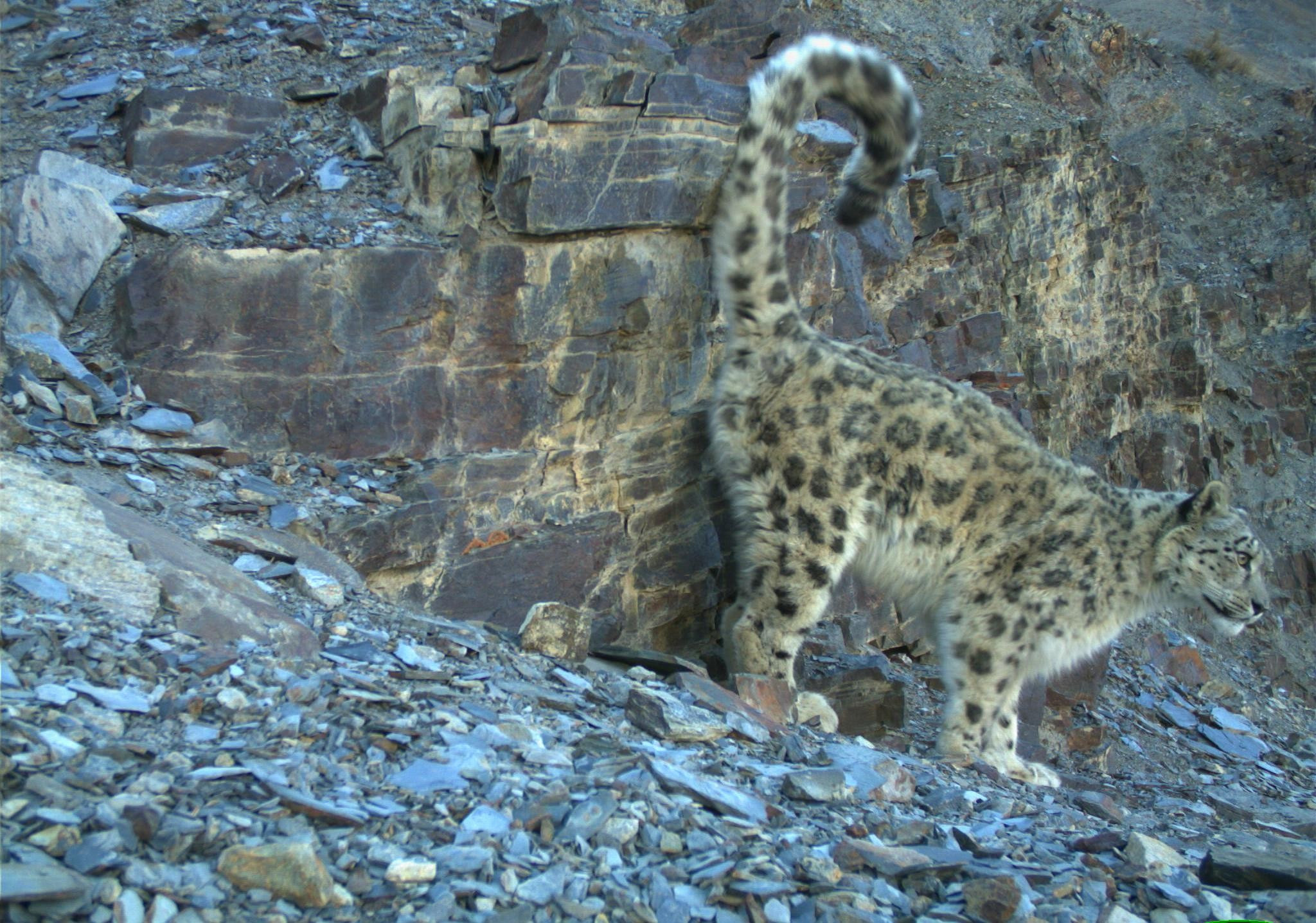 Snow Leopard scent marking a rock