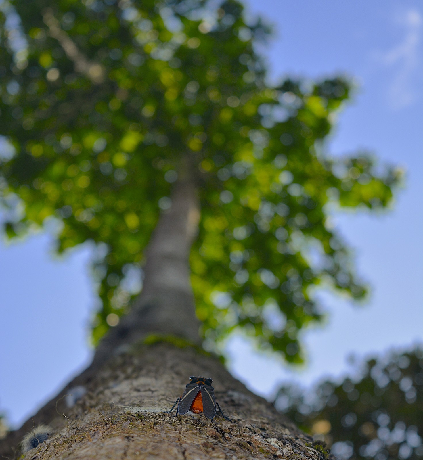 Cicada on a tree in Pakke Tiger Reserve