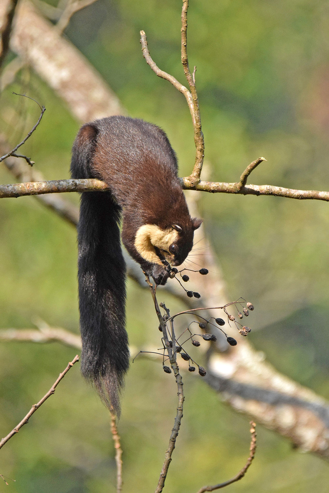 Malayan Giant Squirrel or Black Giant Squirrel in Mahananda Wildlife Sanctuary