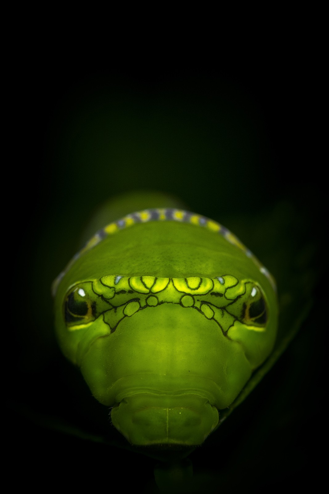 Ajith padiyar - Macro | Nature inFocus