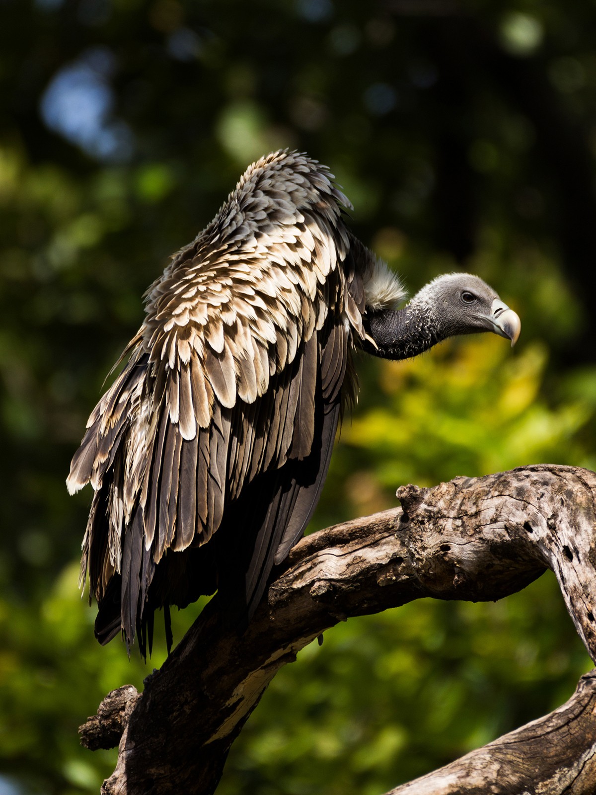 Alok katkar - In Danger | Nature inFocus