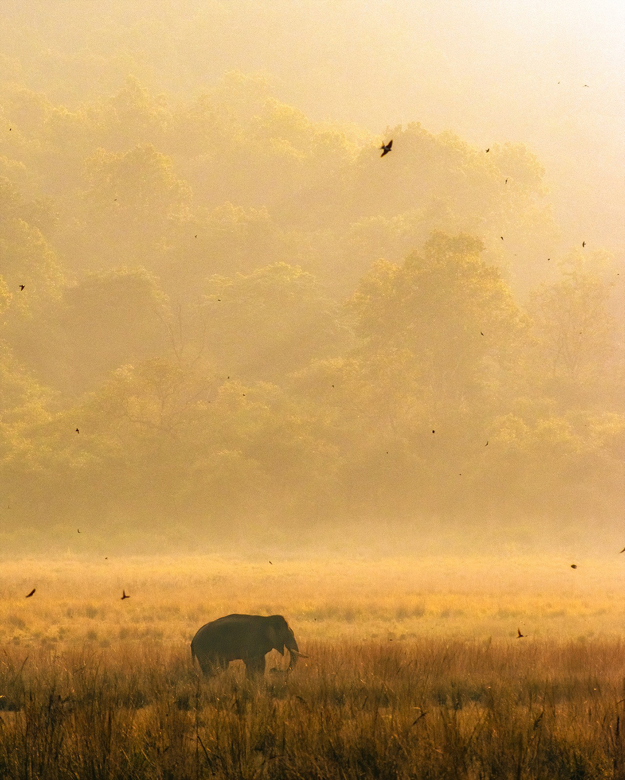 Antarjit singh - A Close-Up Of Corbett | Nature inFocus