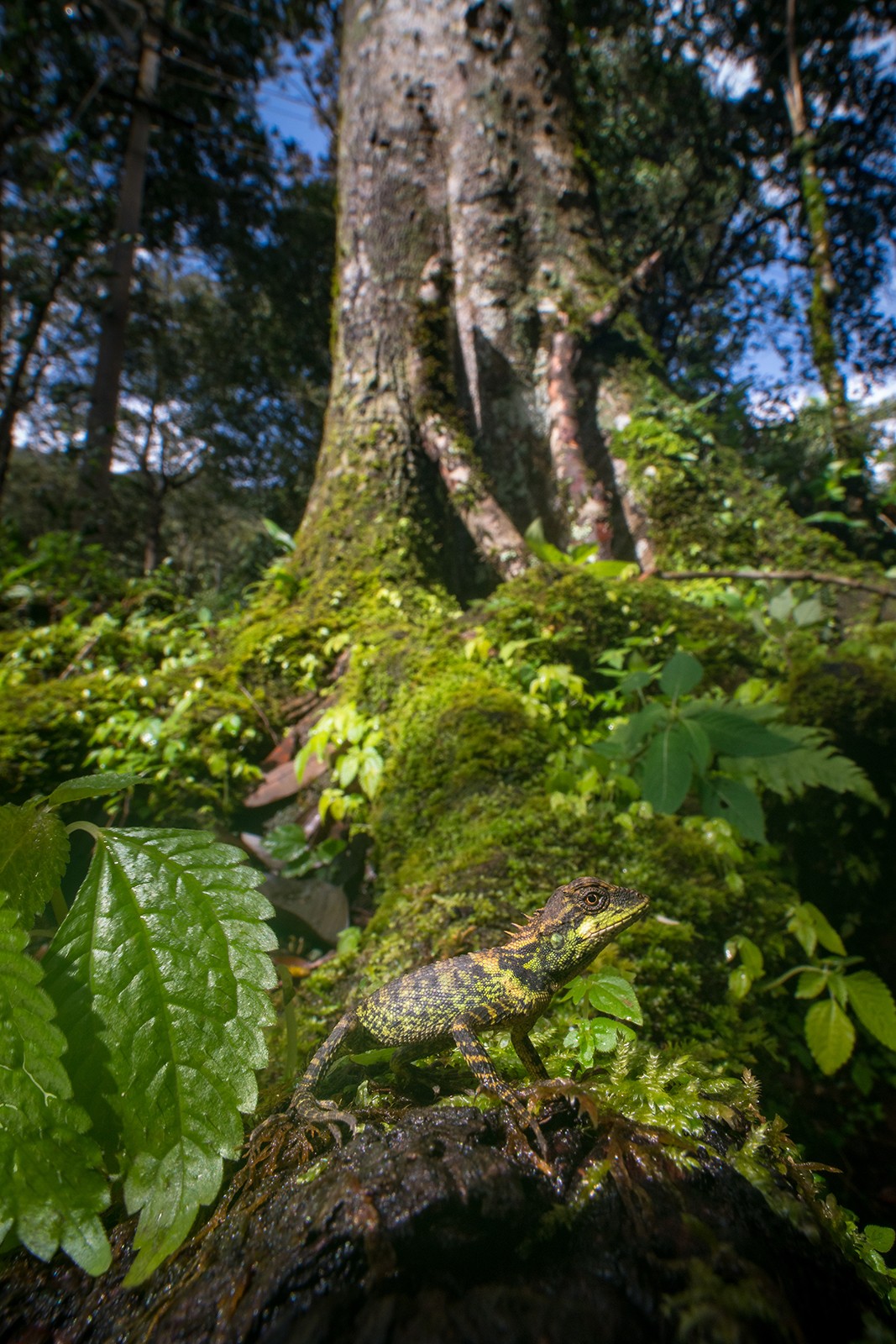 Anuroop krishnan elliots lizard rainforests - The Wild Nation – Rainforests | Nature inFocus