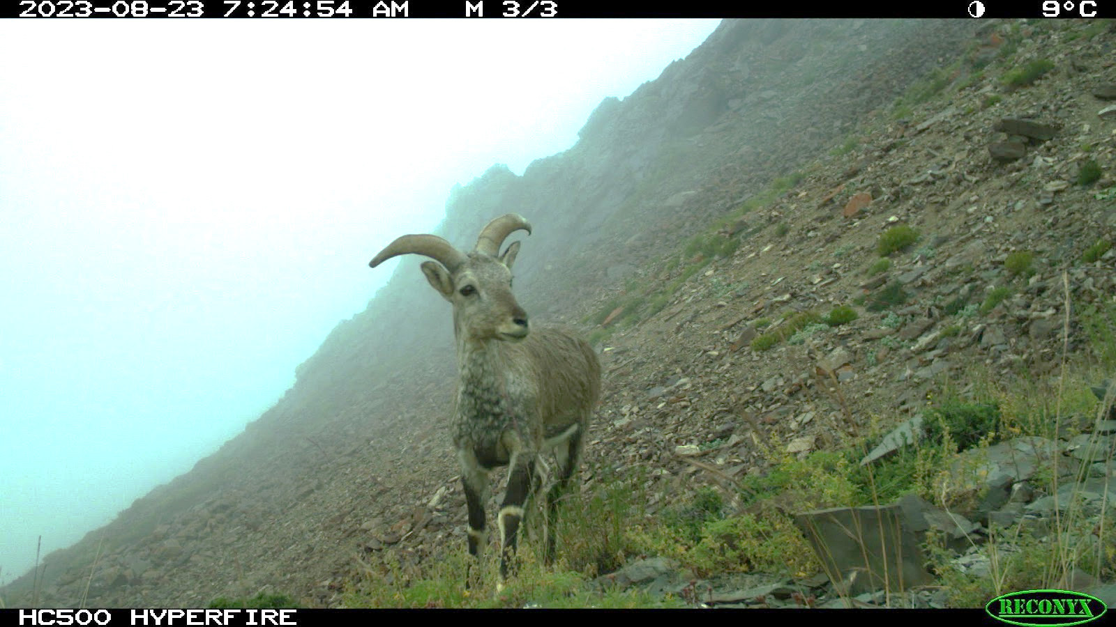 Blue Sheep or Bharal