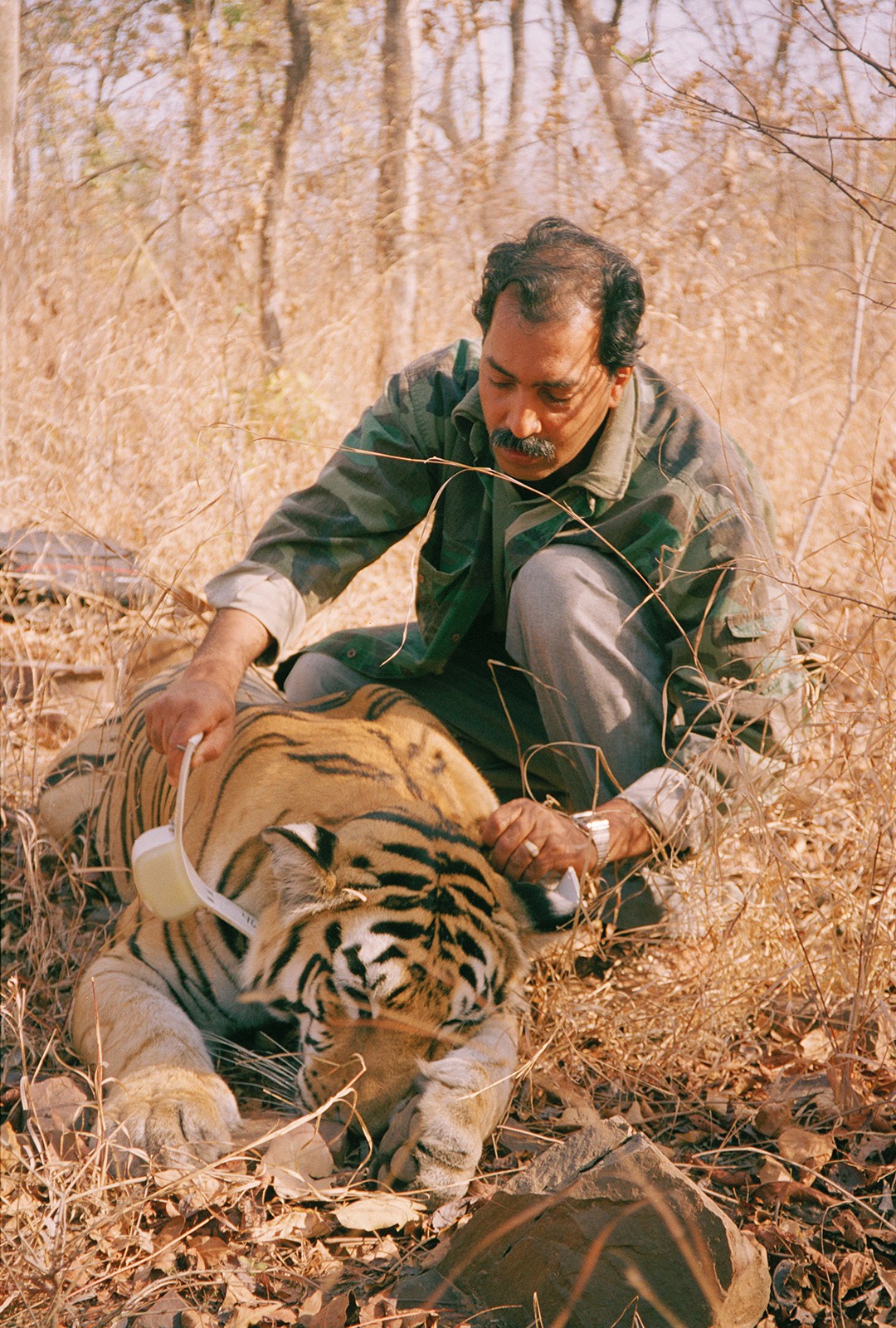 Dr Raghu Chundawat with a tranquilised tiger in Panna National Park