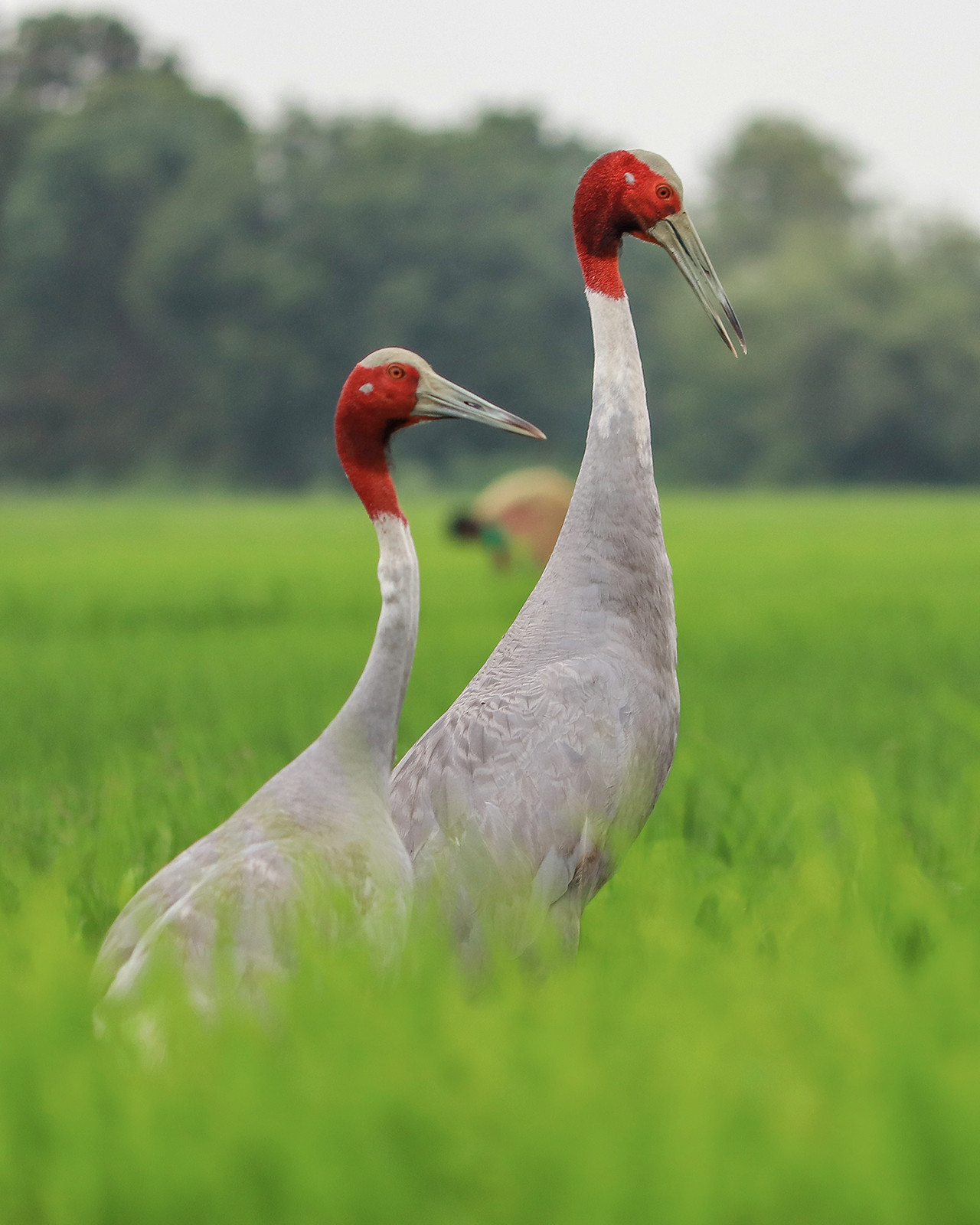 Sarus Cranes in an agricultural field in Gujarat