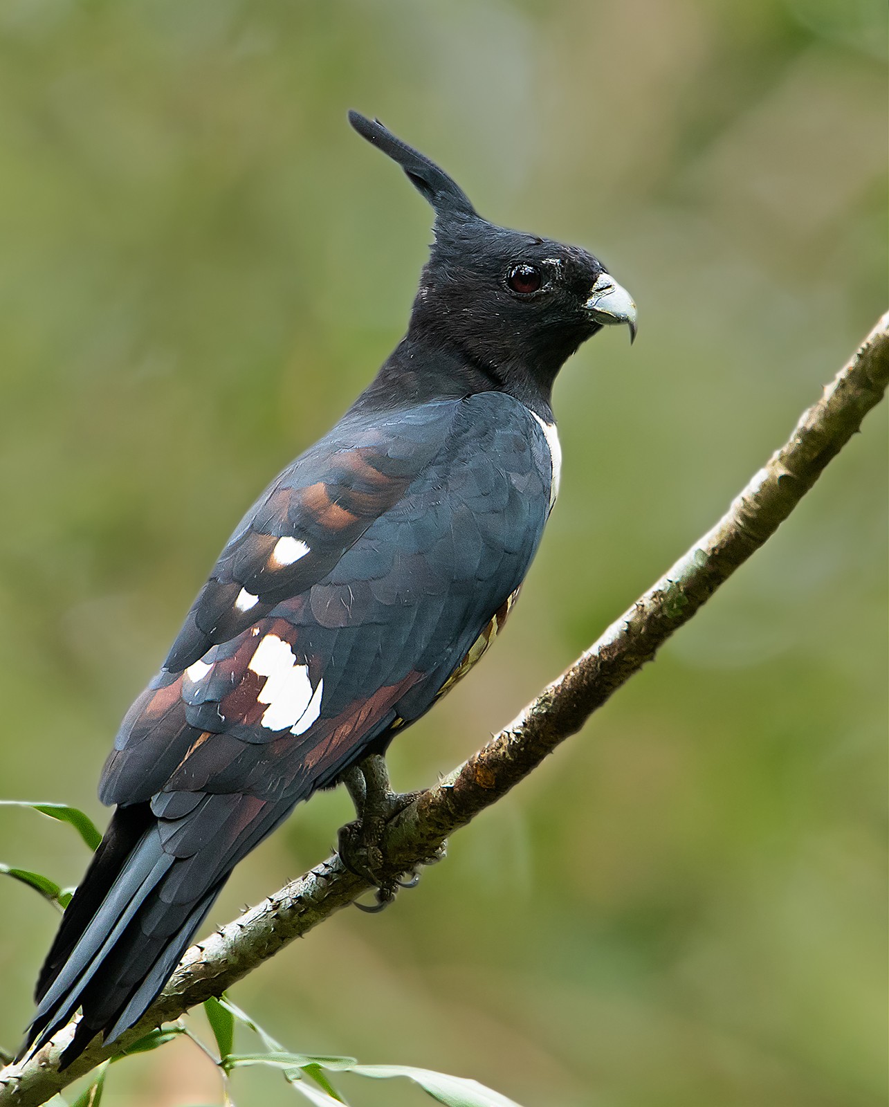Black Baza Aviceda leuphotes
