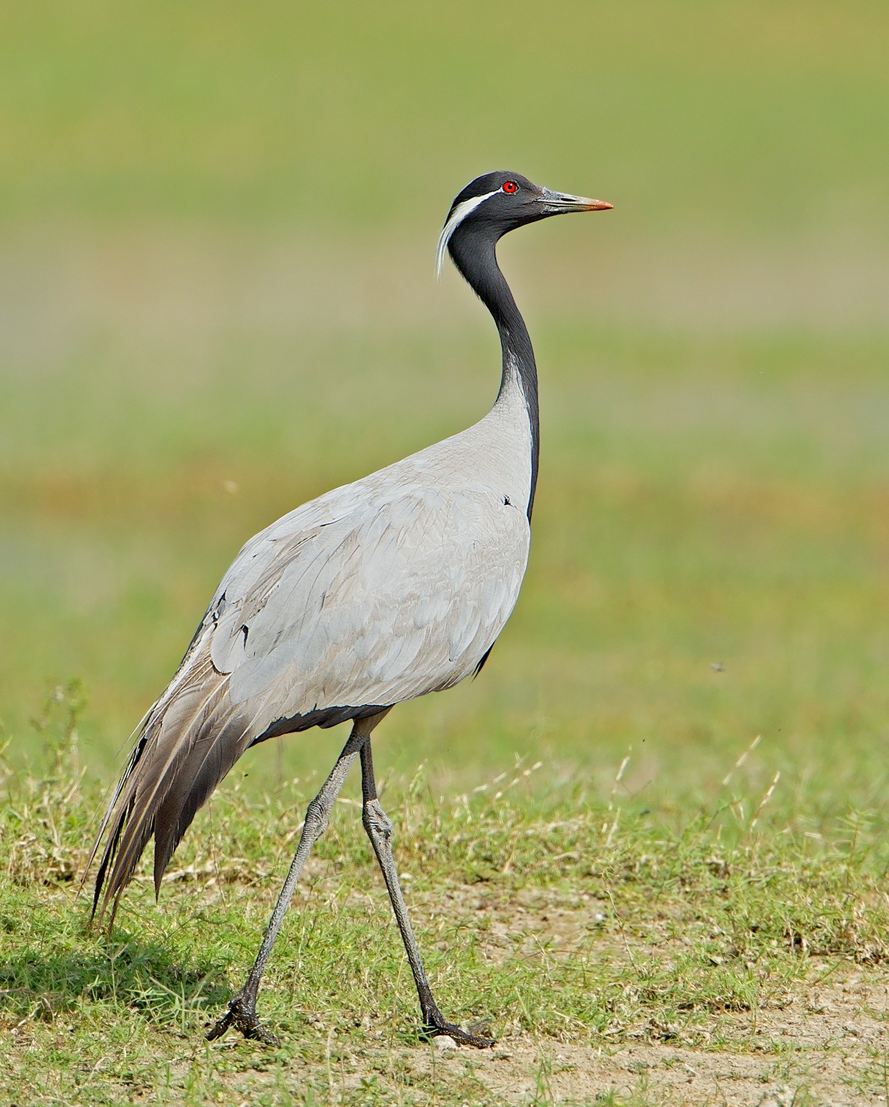 Demoiselle Crane Grus virgo