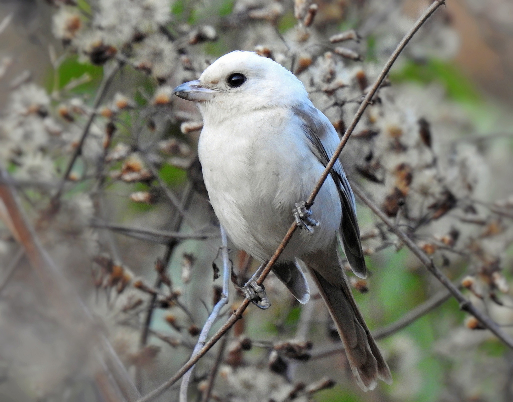 Leucistic Long-tailed Shrike
