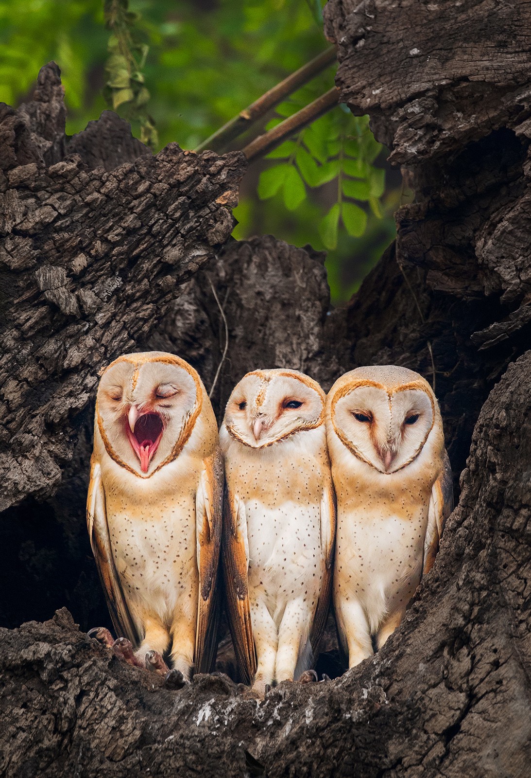 Humour and wildlife   sourav mondal - Nature inFocus Photography Awards 2018: The Winners | Nature inFocus