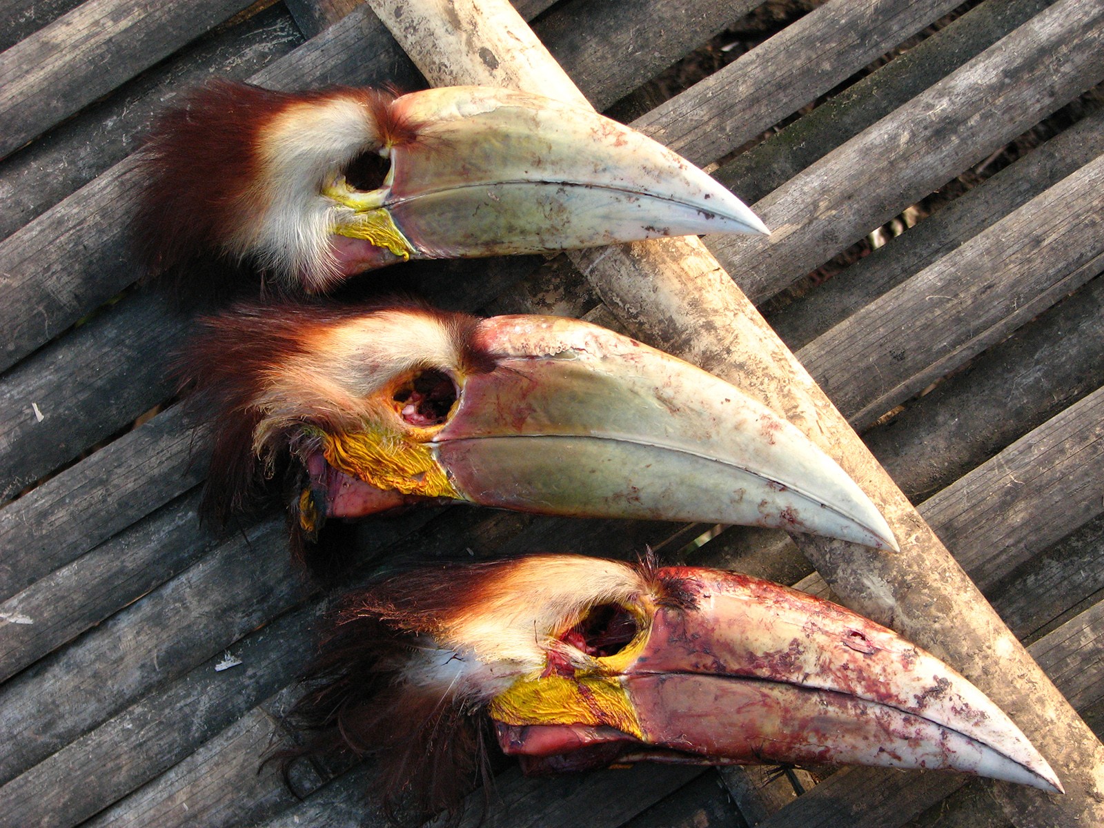 Wreathed Hornbills hunted in Arunachal Pradesh