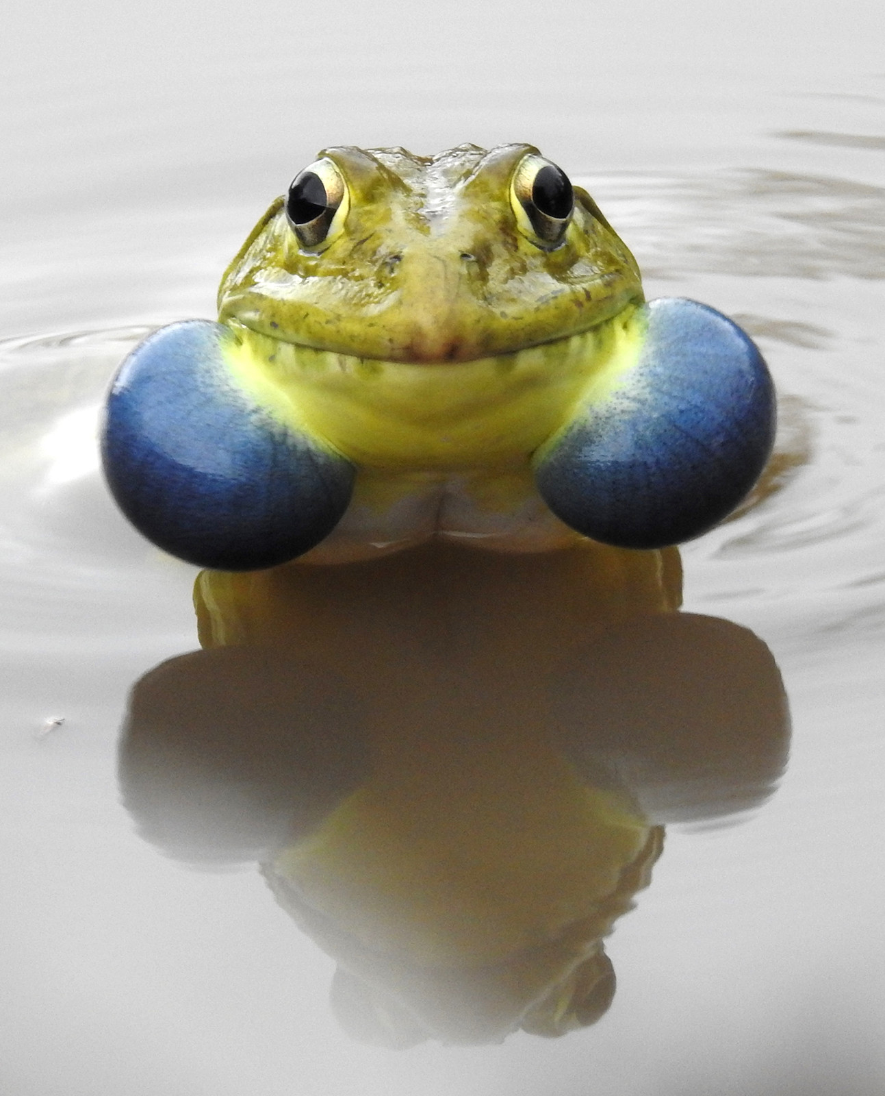 Indian Bullfrog