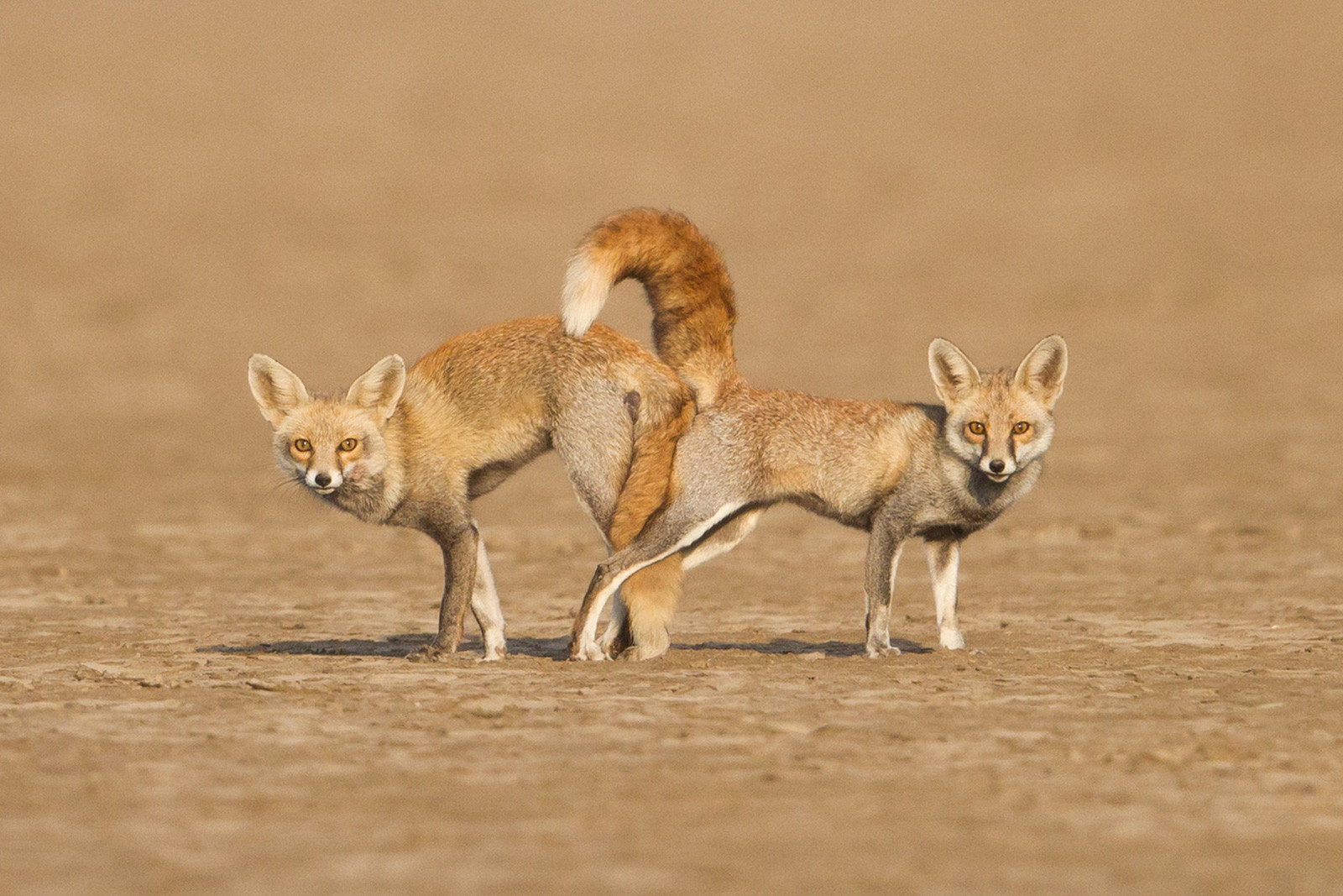 Desert Fox mating pair seen in Little Rann of Kutch in Gujarat