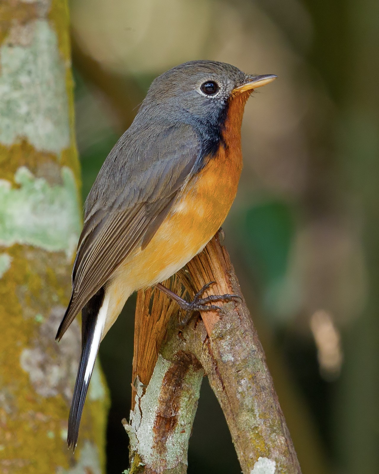 Kashmir Flycatcher Ficedula subrubra