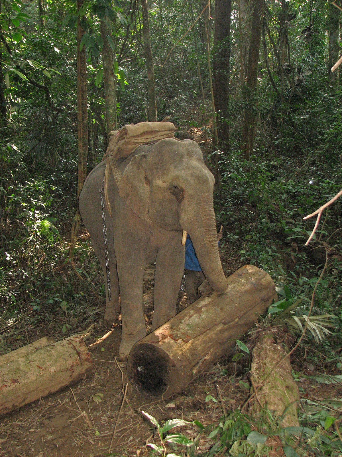 Illegal logging and deforestation in Arunachal Pradesh