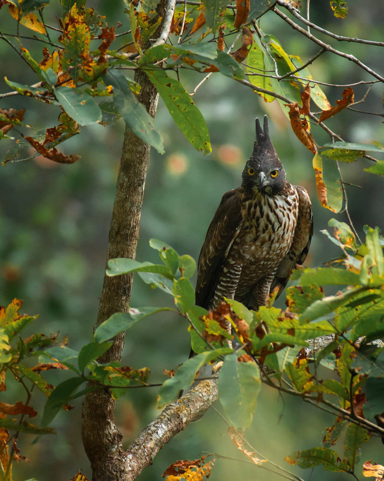 Mountain Hawk-eagle in Corbett National Park