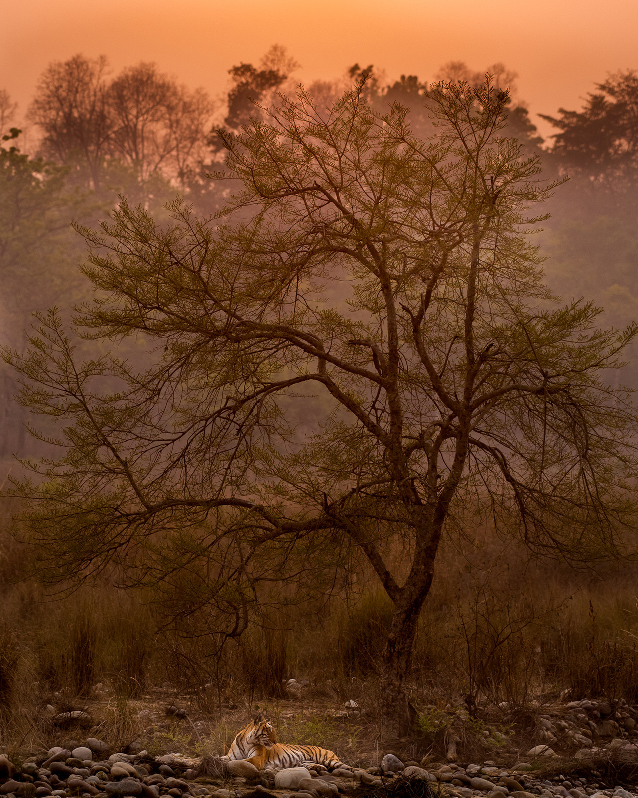 Tiger in golden light in Corbett National Park