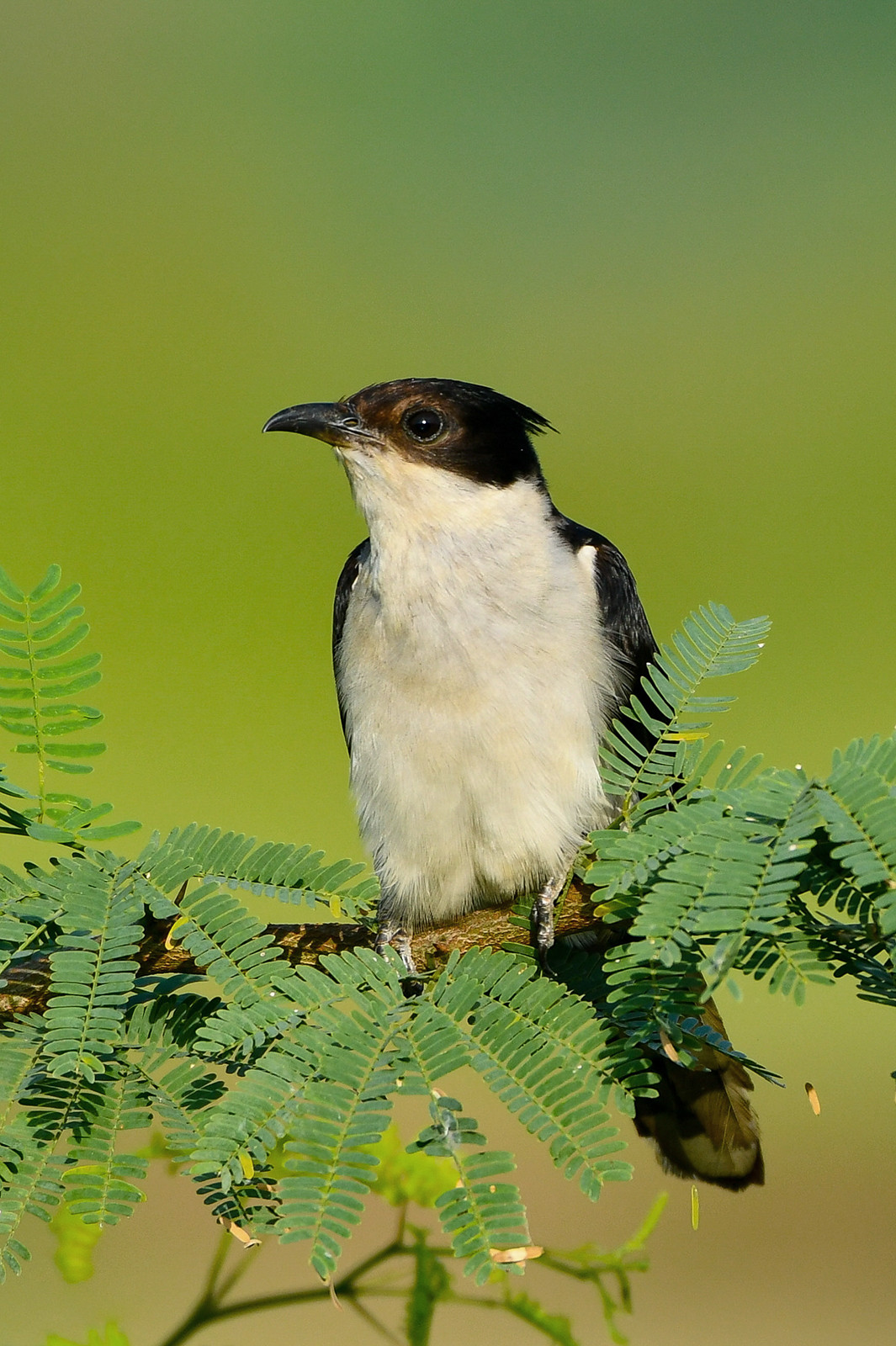 Pied Cuckoo