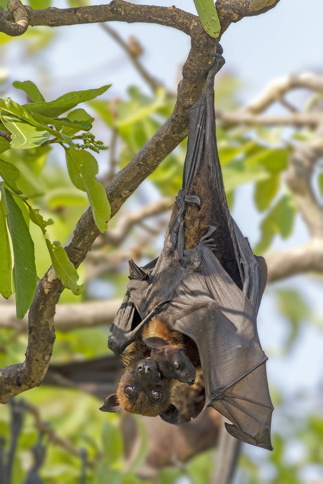 Indian Flying Fox mother with pup | Nature inFocus
