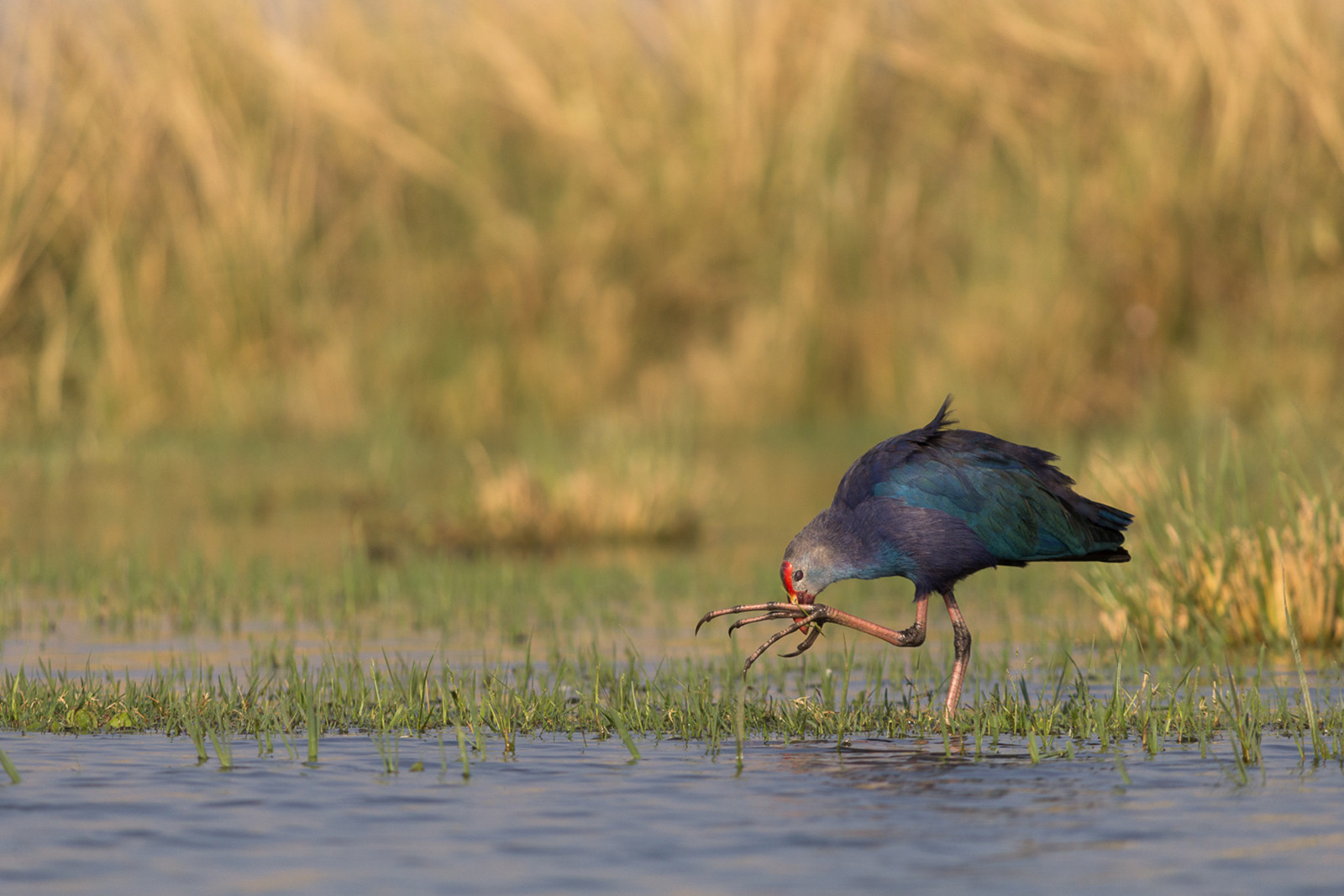 Grey-headed Swamphen in Wadhwana Lake, Vadodara