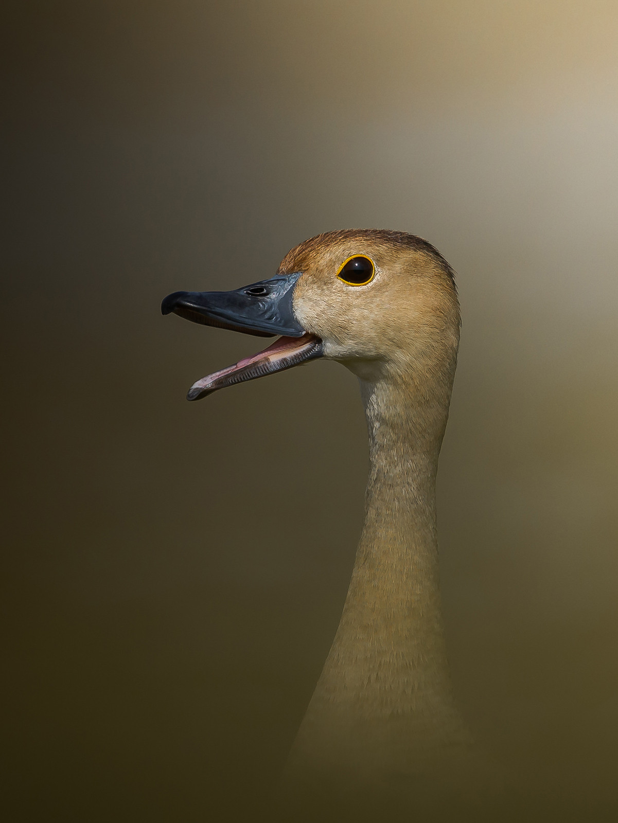 Lesser Whistling Duck Dendrocygna javanica