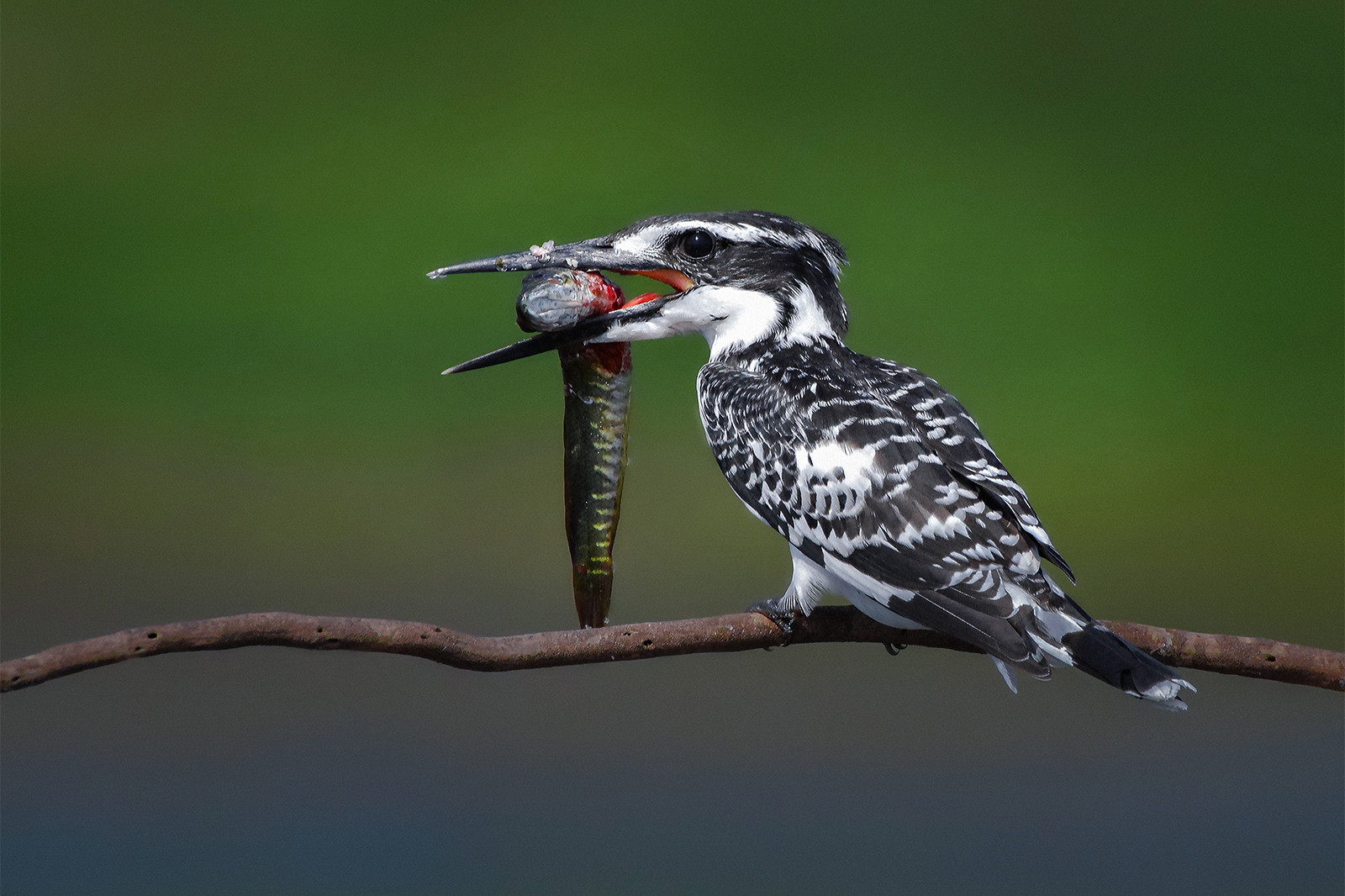 Pied Kingfisher Ceryle rudis in Purbasthali wetland West Bengal