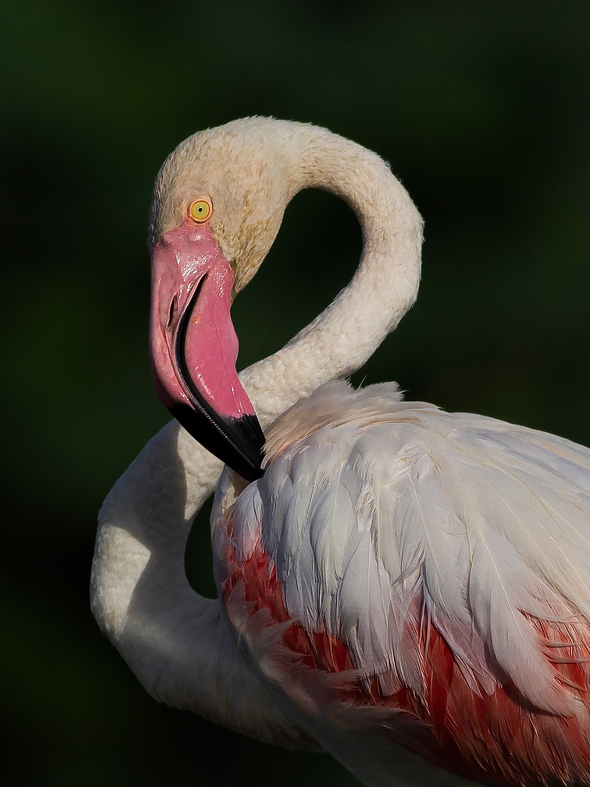 Greater Flamingo in Gatehara, Ahmedabad
