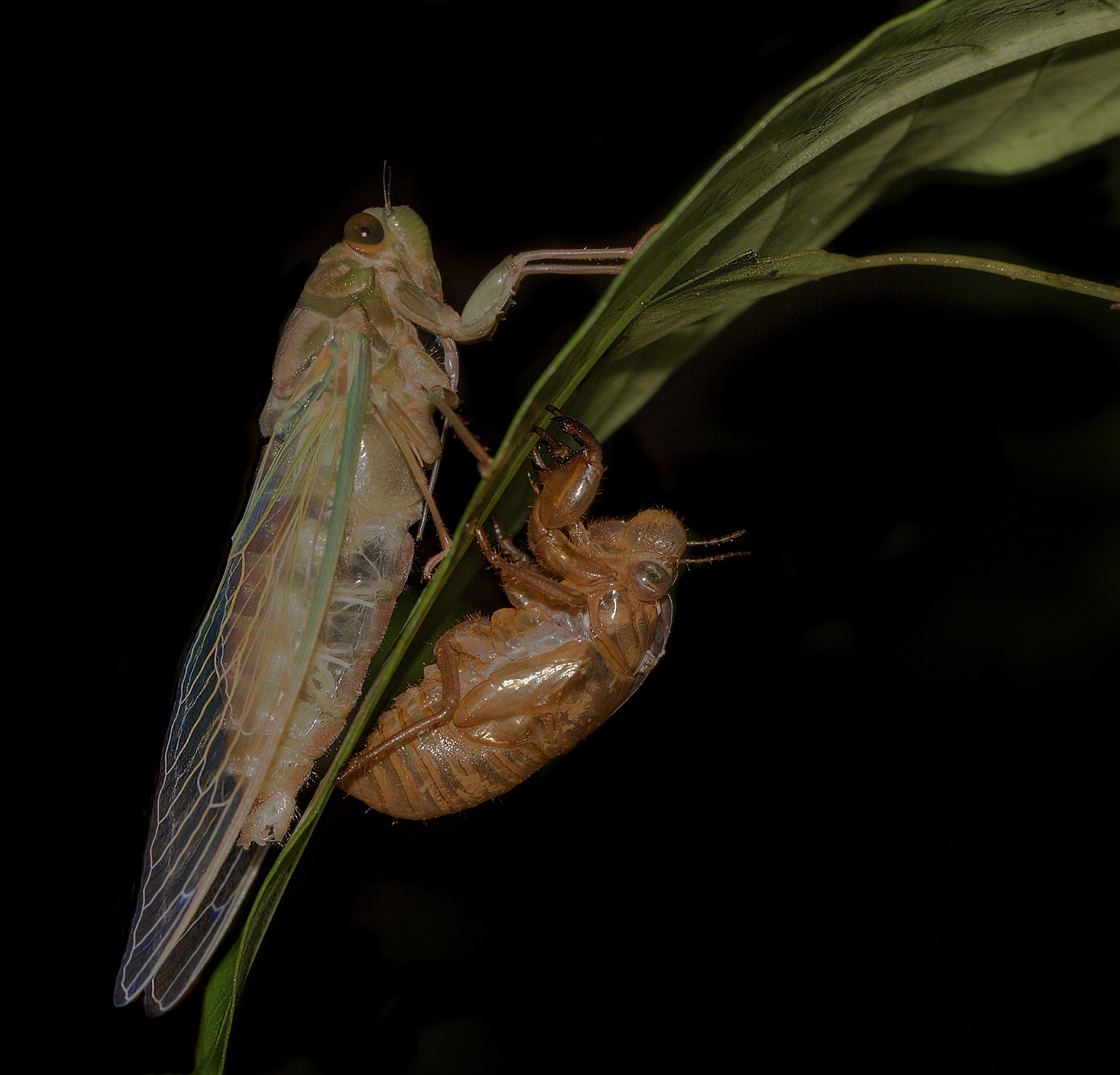 Cicada moulting