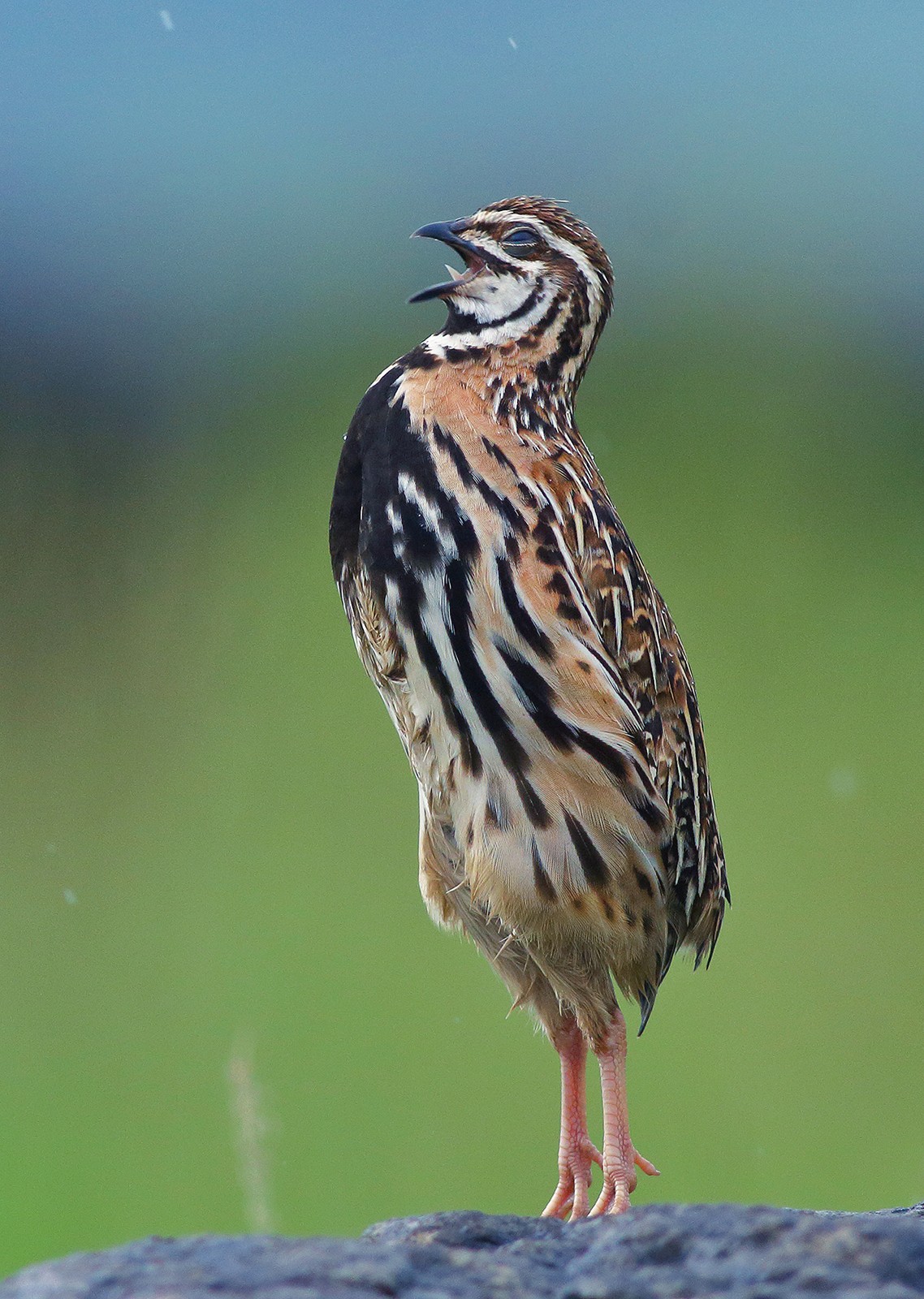 Siddharth damle rain quail - Grassland Birds | Nature inFocus