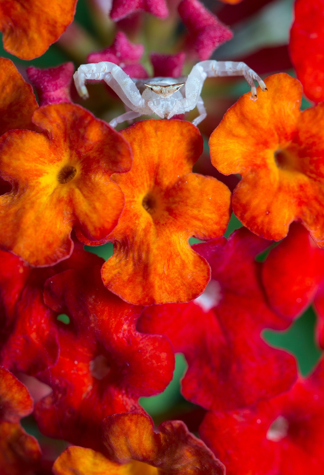 Sundeep kancherla - Macro | Nature inFocus