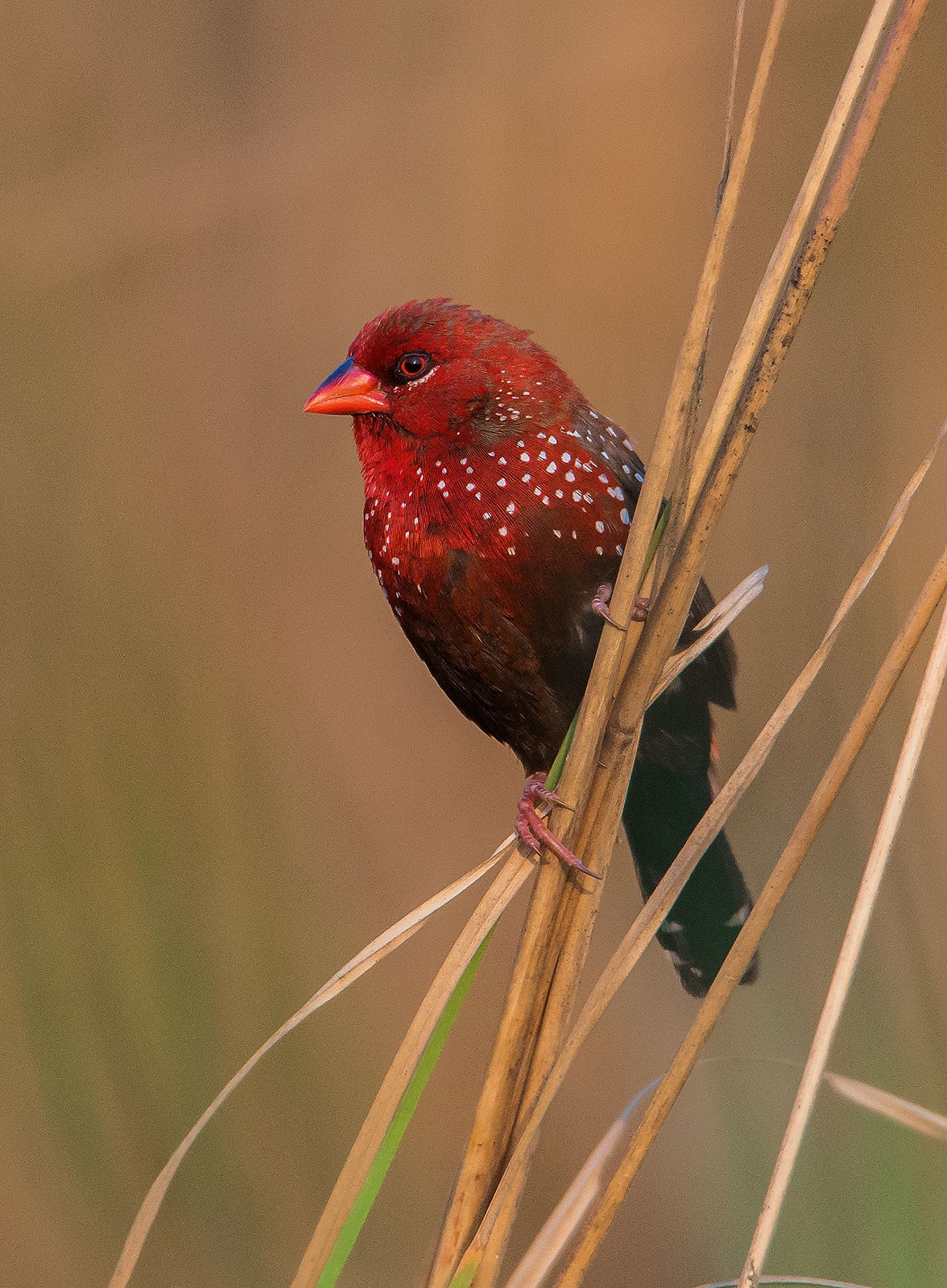 Suvadip mondal - Grassland Birds | Nature inFocus