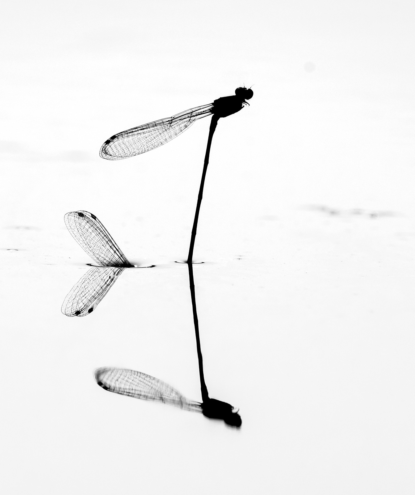Trikansh sharma - Macro | Nature inFocus
