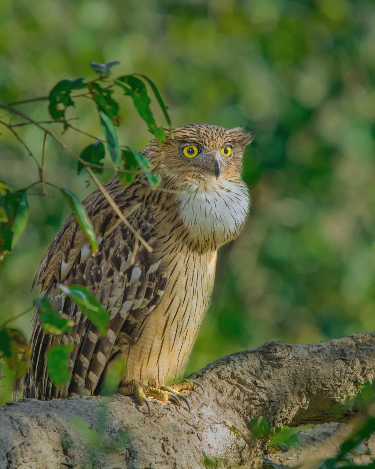 Brown Fish-Owl in Corbett National Park