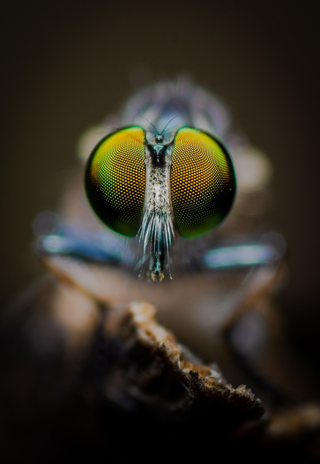 Venkatesh penjuri - Macro | Nature inFocus