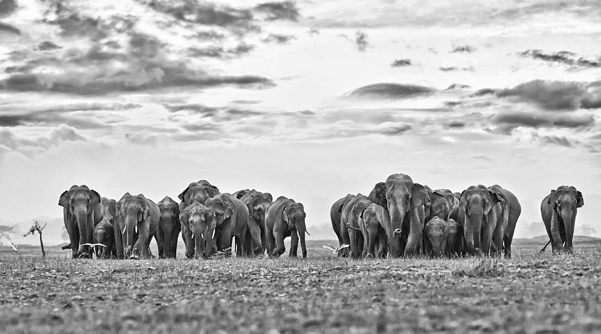X the herd came from nepal - #YearEnd: Our Favourite Stories Of 2020 | Nature inFocus