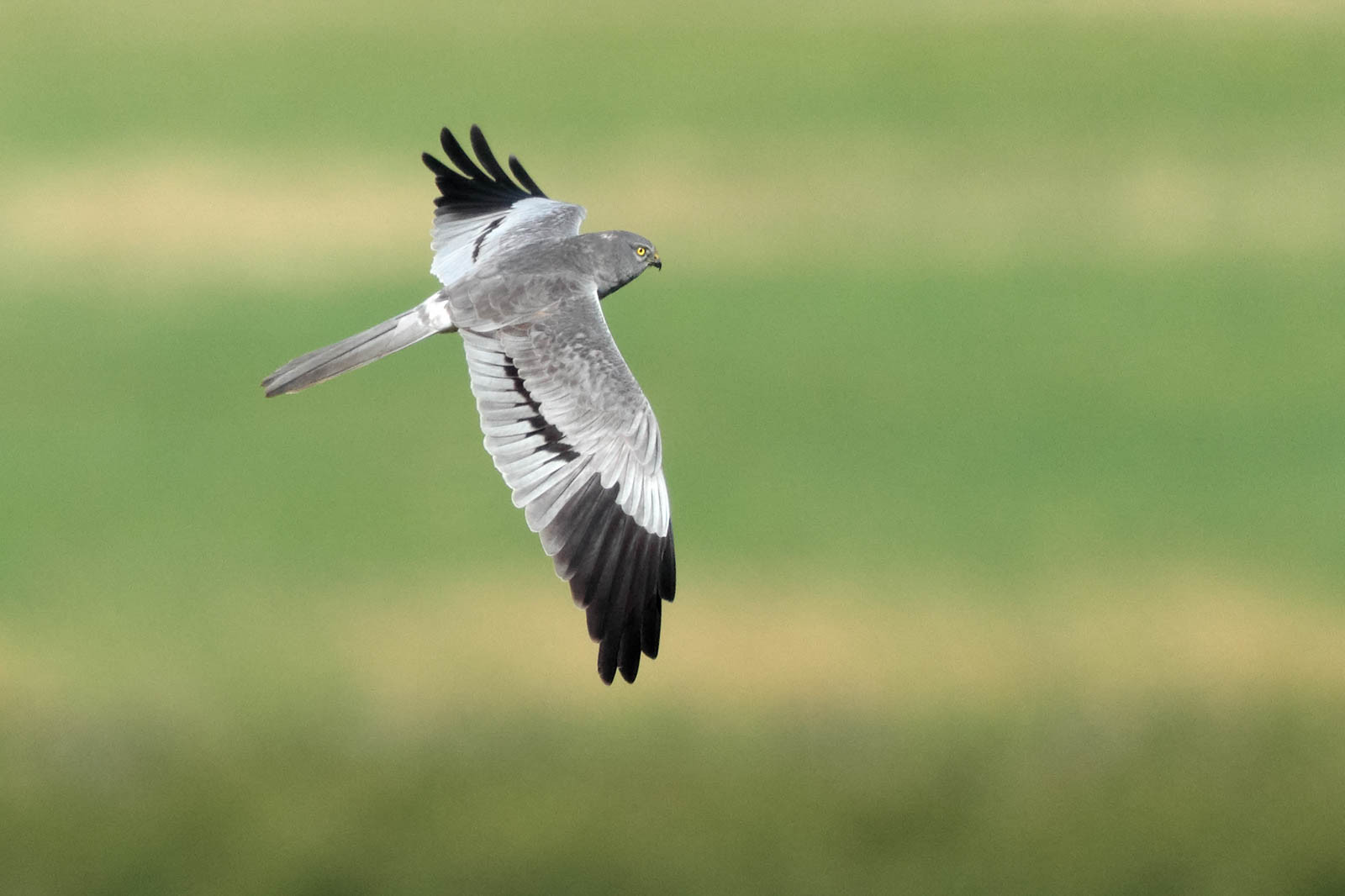 Montagu's Harrier (Circus pygargus) | Nature inFocus