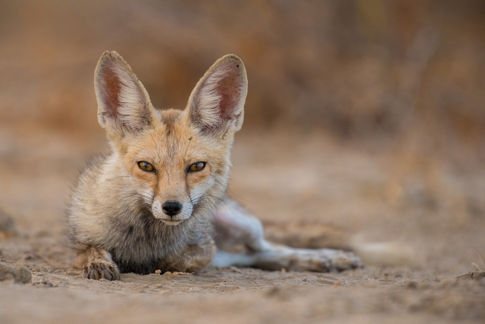 Desert Fox in Little Rann of Kutch Desert in Gujarat