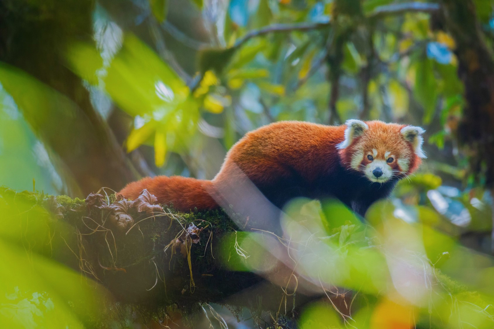 Red Panda Ailurus fulgens in Sikkim