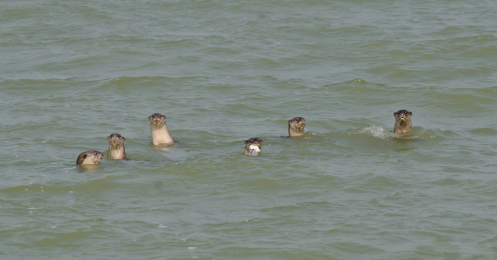 A family of Smooth Coated Otters swimming in River Ganga in West Bengal