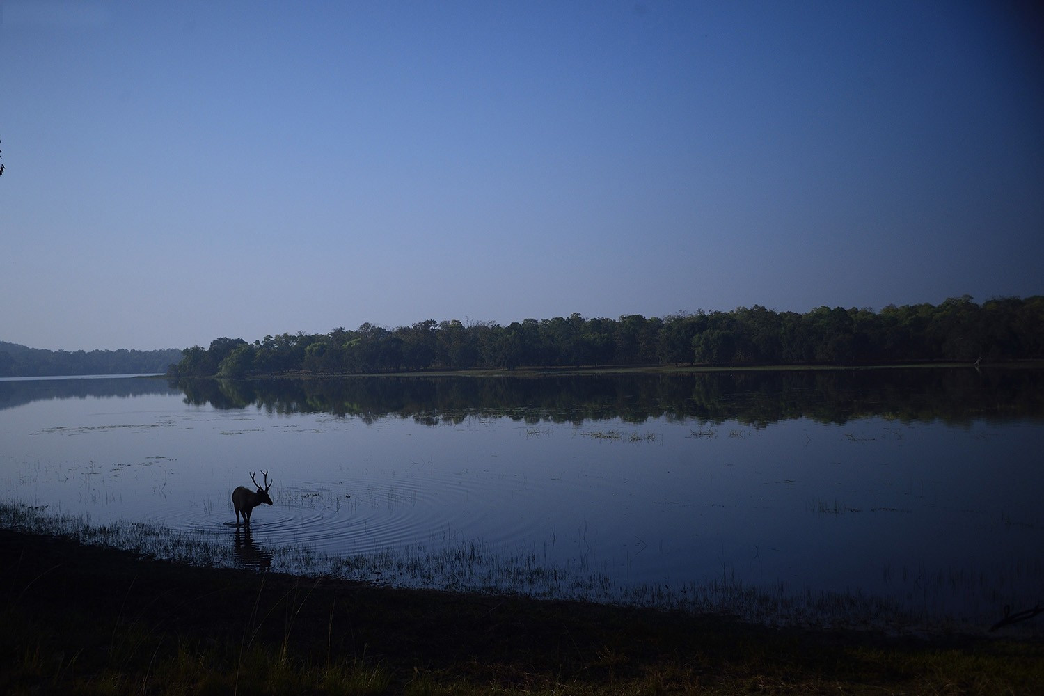   tadoba lake | Nature Infocus