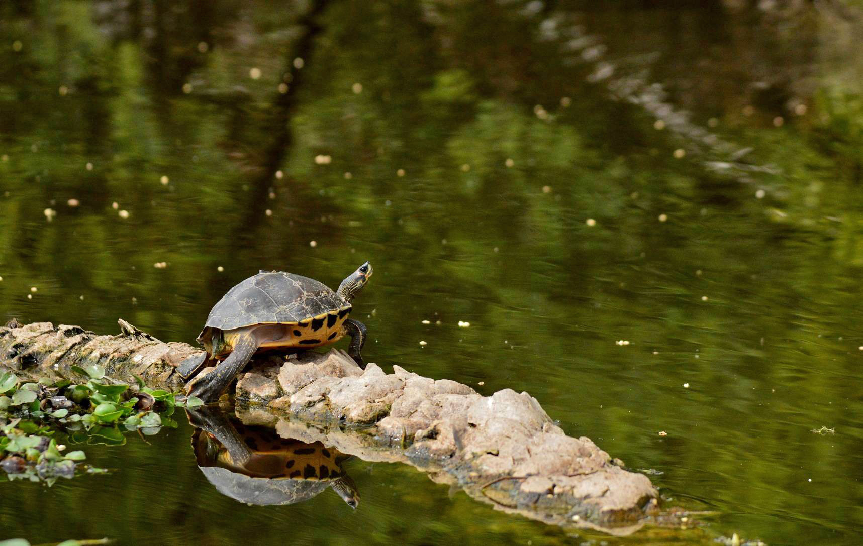 Indian Roofed Turtle seen in Bharatpur Bird Sanctuary