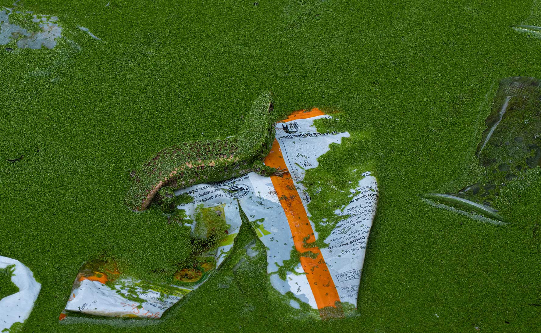      Amith Menezies IMG        | Nature Infocus