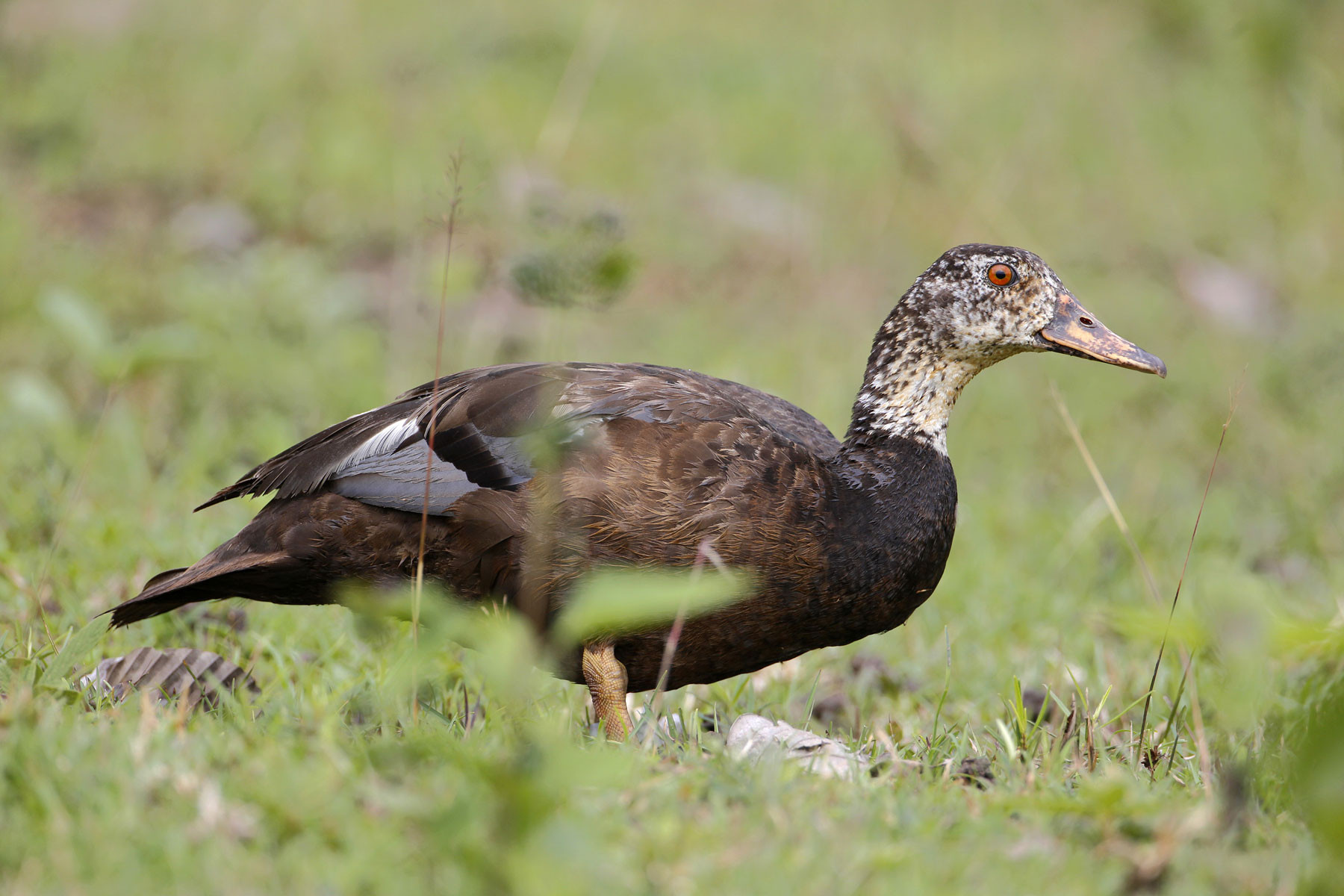 White-winged Duck (Asarcornis scutulata) | Nature inFocus