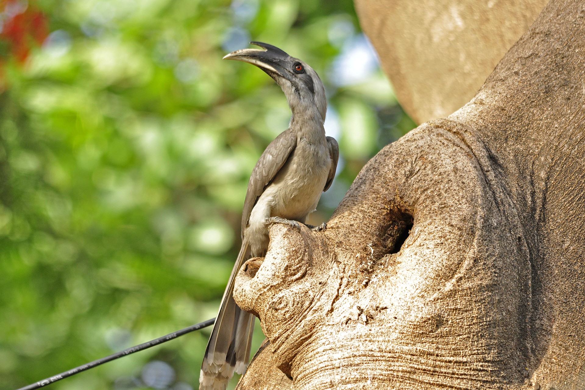 Indian Grey Hornbill nest cavity